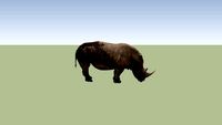 Rhinocerous