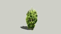 Chinese Juniper