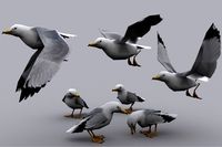 SEAGULL fbx only