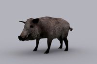 BOAR with Native File