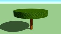 Ficus benjamina circular