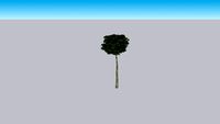 Liquidambar Gumball Tree