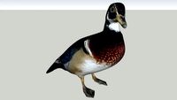 Duck/eend