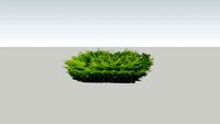 Lime Glow Juniper