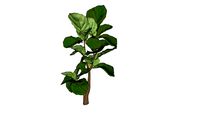 Fiddle fig tree Lyrata