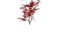 Acer Palmatum