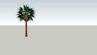 Land F/X - Tree - Palm - Brahea armata
