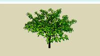 Small broadleaf tree