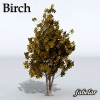 Birch - 3D Model