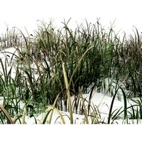 Grass 4 - 3D Model
