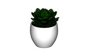 Vaso suculenta