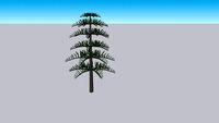 Araucaria