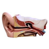 Ear- 3D Model