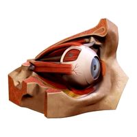 Eye - 3D Model