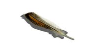 Bird feather 2