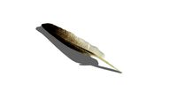 Bird feather