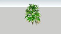 Areca Triandra