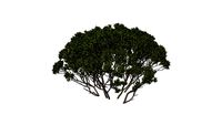 Árvore Eucalyptus