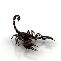 Scorpion