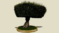 Garden Olive Tree