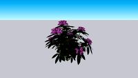 Pflanze Rhododendron