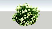 Little Lime Hydrangea Hortenzija