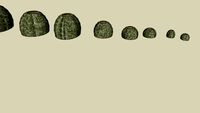 Range of Reef Ball Sizes (Without Holes, Anchoring or Coral Adapter Plugs