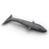 Whale