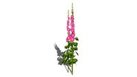 Alcea rosea - Stokroos