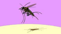 PERNILONGO 02 - CULICIDAE - MOSQUITO