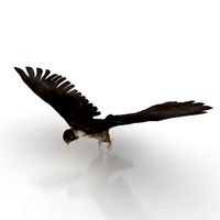 Falcon