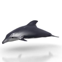 Dolphin