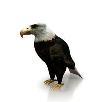Eagle
