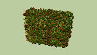 Red Robin Hedge