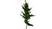 3d tree ginkgo biloba_03_05