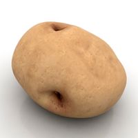 Potato