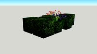 Buxus cube group