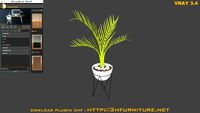 baby palm