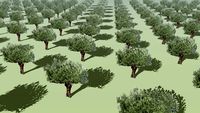Olive field