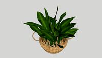 Plant in mand