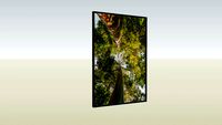 EUCALIPTO ARCO-IRIS - LM5489