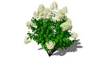 3D Landscape Plant - Hydrangea paniculata 'Limelight'
