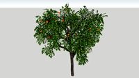 citrus sinensis m