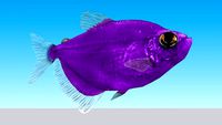 Monjita Morado (Gymnocorymbus Ternetzi)