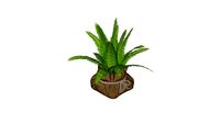 Cachepot com Samambaia