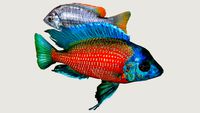 Borleyi Rojo (Copadichromis-Borleyi)