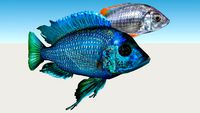 Borleyi Azul (Copadichromis-Borleyi)