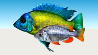Borleyi Amarillo (Copadichromis-Borleyi)