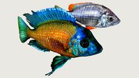 Borleyi Anaranjado (Copadichromis-Borleyi)
