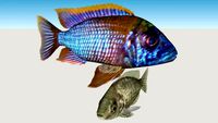 Aulonocara SP. Lwanda Red Top, Ciclido Africano